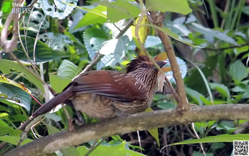 Striated Laughingthrush